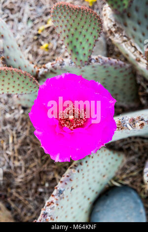 Coda di castoro ficodindia cactus, Opuntia basilaris, in Bloom, Deserto Sonoran, Casa Grande Ruins National Monument, Coolidge, Arizona, Stati Uniti d'America Foto Stock