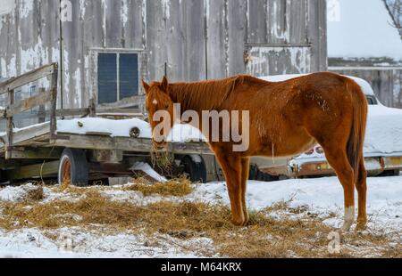 Horse Farm in Iowa Foto Stock