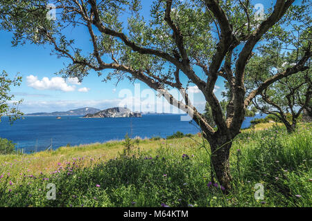 Marathonisi isola vista dalla riva, con albero di olivo nella parte anteriore. Focus su albero di olivo. Foto Stock