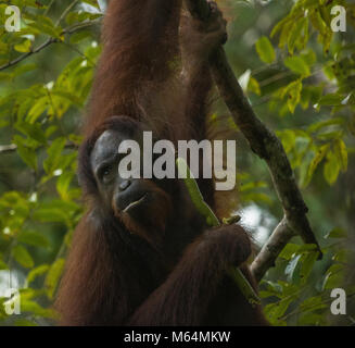 Una femmina selvatici orangutan in alimentazione di Danum Valley Conservation Area, Borneo Malese. Foto Stock