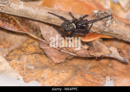 Un falso vedova spider fotografato nel Regno Unito Foto Stock