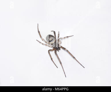 Un falso vedova spider fotografato nel Regno Unito Foto Stock