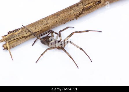 Un falso vedova spider fotografato nel Regno Unito Foto Stock