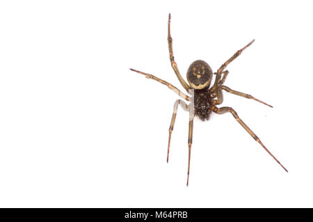 Un falso vedova spider fotografato nel Regno Unito Foto Stock