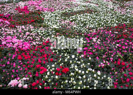 Rose di coltivazione in serra Foto Stock