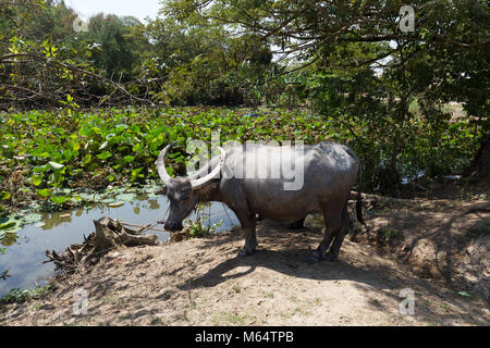 Bufalo d'acqua ( Bubalus bubalis ), Cambogia, Asia Foto Stock