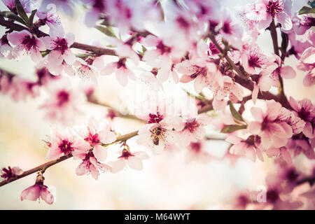 Splendida fioritura di peschi in primavera in una giornata di sole. Soft focus, sfocatura naturale Foto Stock