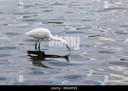 Airone bianco mentre la pesca Foto Stock