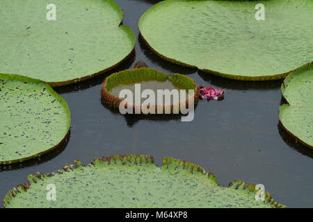 Vitoria Regia a Manaus Brasile. Foto Stock