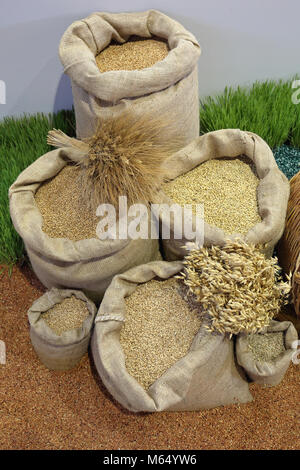 Chicchi di grano raccolti di cereale in sacchi Foto Stock