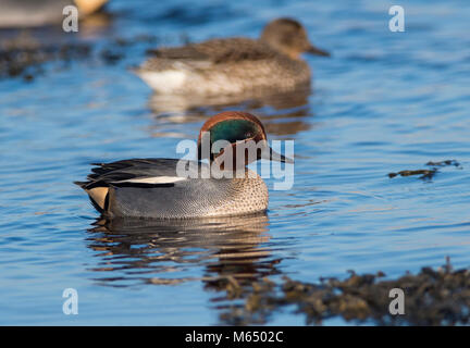 Drake Eurasian Teal (Anas crecca) sulla costa della Scozia alimentare tra le alghe. Foto Stock