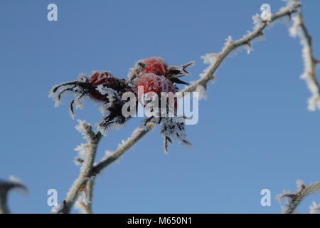 Rosa smerigliato hip Foto Stock