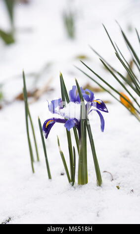 Iris reticulata "Armonia" fiori nella neve. Foto Stock