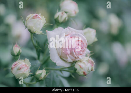 Fioritura rosa rosa con boccioli sul ramo Foto Stock
