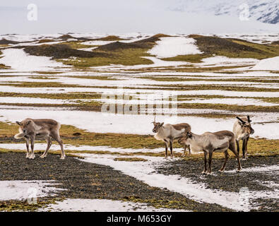 Allevamento di renne pascolare, South Coast, Islanda