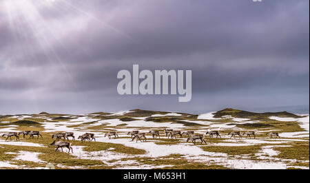 Allevamento di renne pascolare, South Coast, Islanda Foto Stock