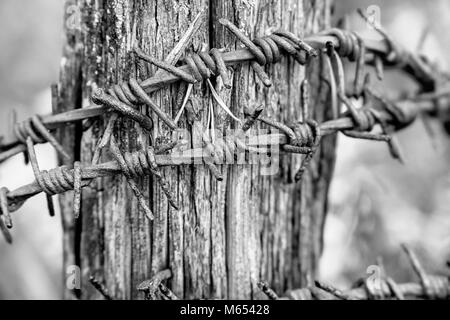 Rusty filo spinato su un palo di legno da un vecchio recinto Foto Stock