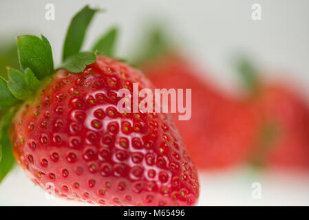 La vibrante vine ripe rosso fresco fragole. Messa a fuoco selettiva con spazio per il testo. Foto Stock
