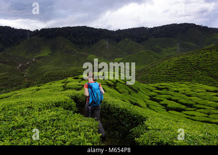 Giovane donna occidentale con un zaino blu passeggiate tra piante di tè sulle piantagioni di tè, Cameron Highlands, Malaysia. Foto Stock