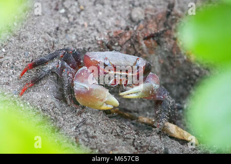 Granseola (Neosarmatium meinerti) nelle mangrovie su Praslin, Seychelles. Foto Stock