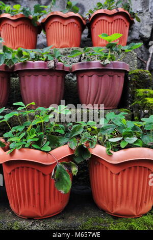 Grande in plastica marrone nervata-arancio di vasi con piante di greeen sfalsati su tre livelli di mossy passi concreti in R.Villalon street. Baguio-Benguet p Foto Stock