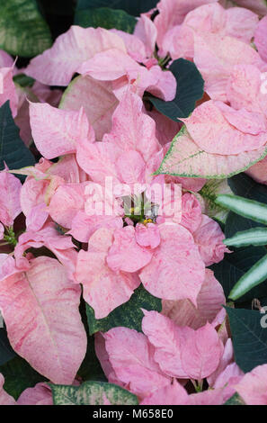 Euphorbia pulcherrima "menta piperita Ruffles' impianto, crescendo in un ambiente protetto. Foto Stock