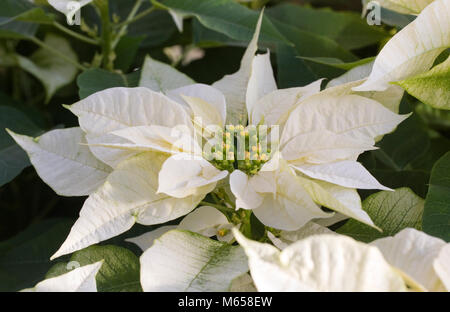 Euphorbia pulcherrima 'Santa clausola bianco", di piante che crescono in un ambiente protetto. Foto Stock