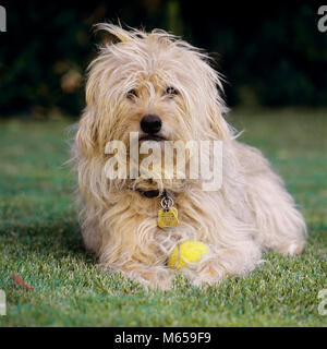 SHAGGY CANE MARRONE CON PALLA DA TENNIS IN SEDUTA L'ERBA GUARDANDO TELECAMERA - kd5986 REN001 HARS Nessuno collegamento licenza fiduciosa compagno di razza migliore amico fedele MUTT PAZIENZA SHAGGY ANIMALI CANE BEIGE fedeltà canina mammifero TAN palla da tennis accattivante Naso Nero CLOSE=fino licenza Dog Dog Tag Doggie doggie collare guardando la telecamera di razza mista in vecchio stile NASO UMIDO Foto Stock