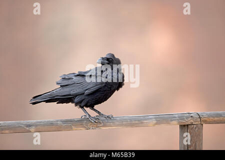 Nord del corvo imperiale (Corvus corax tingitanus) Foto Stock