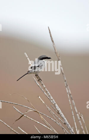 Grigio meridionale (Shrike Lanius meridionalis koenigi) Foto Stock