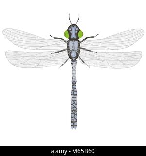 Libellula dipinte su sfondo bianco Illustrazione Vettoriale