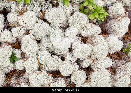 Yagel (renna moss) nella foresta. La Carelia. La Russia Foto Stock