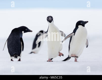 Un gruppo di pinguini Adelie a piedi su un flusso di ghiaccio al largo della costa di Joinville Island in Antartide suono, l'Antartide. Foto Stock