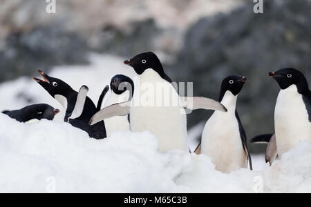 Un gruppo di pinguini Adelie hanno un momento di interazione al largo della costa di Joinville Island in Antartide suono, l'Antartide. Foto Stock