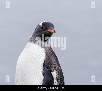 Un pinguino Gentoo comporta per un ritratto sulla spiaggia di Brown Bluff sulla penisola antartica. Foto Stock