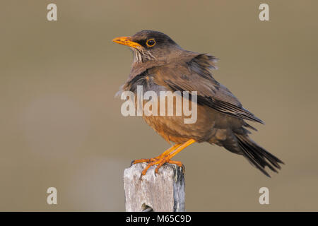 Tordo australe Foto Stock