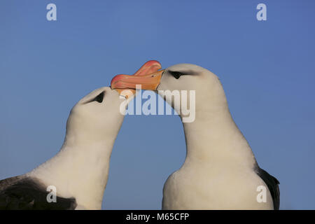 Nero-browed Albatros Foto Stock