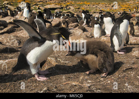 Pinguino saltaroccia Foto Stock