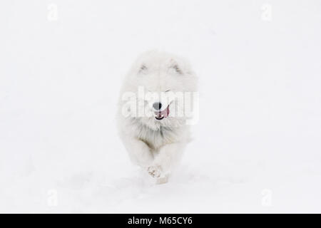 Funny bella Samoiedo in esecuzione sul bianco della neve Foto Stock