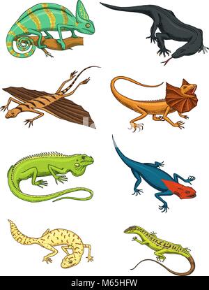 Chameleon lucertola verde, iguana, drago di Komodo monitor, American sabbia, rettili esotici o serpenti, pezzata fat-tailed gecko. animali selvatici lacertian in natura. illustrazione vettoriale. incisi disegnati a mano. Illustrazione Vettoriale