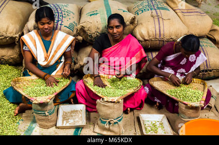 Il cardamomo raccoglitori e la classificazione di cardamomo, nei pressi di Thekkady in del Periyar, Kerala, India. Foto Stock