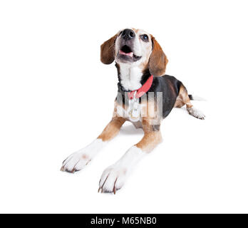 Beagle carino che indossa un collare rosso cercando studio shot isolato su uno sfondo bianco Foto Stock