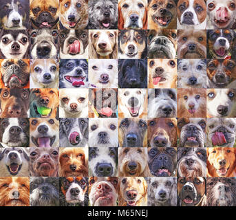 56 teste di cane in un poster che mostra i volti di varie razze fino vicino tonica con un retro vintage instagram filtro Foto Stock
