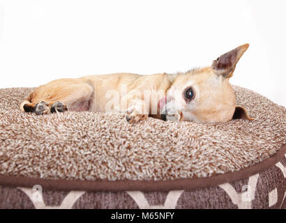 Carino piccolo chihuahua in appoggio su un soffice letto di pet con la sua lingua fuori studio shot isolato su uno sfondo bianco Foto Stock