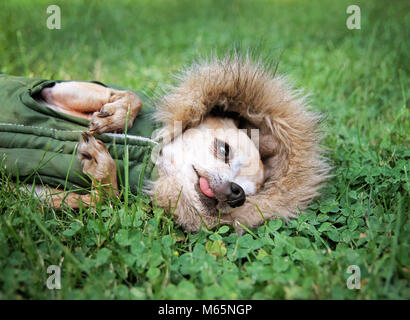 Carino chihuahua giacente in erba verde con il trifoglio indossando una pelliccia come giacca felpa con cappuccio Foto Stock