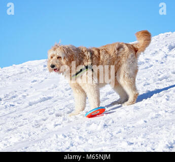 Golden doodle giocare con un giocattolo in cima ad una collina su una soleggiata giornata invernale Foto Stock