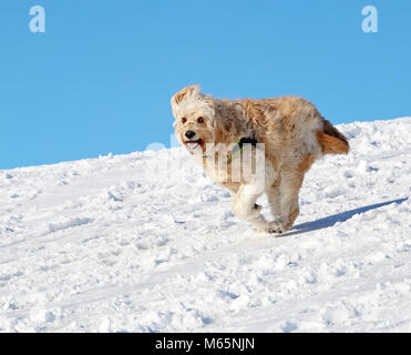 Golden doodle giocare con un giocattolo in cima ad una collina su una soleggiata giornata invernale Foto Stock