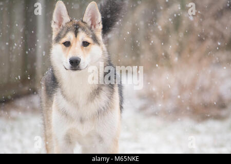 Giovani Siberian Husky cucciolo svolge nella neve per la prima volta. Foto Stock