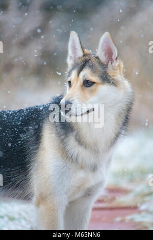 Giovani Siberian Husky cucciolo svolge nella neve per la prima volta. Foto Stock