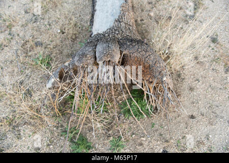 Joshua tree radici. Foto Stock